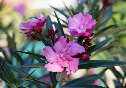 Tak wybudzisz oleandra po zimie. To sprawi, że wiosną obsypie się morzem kwiatów