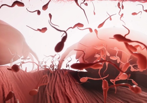 Wszyscy byliśmy... plemnikami, czyli Become – najdziwniejsza przygodówka 2026 roku zapowiedziana!