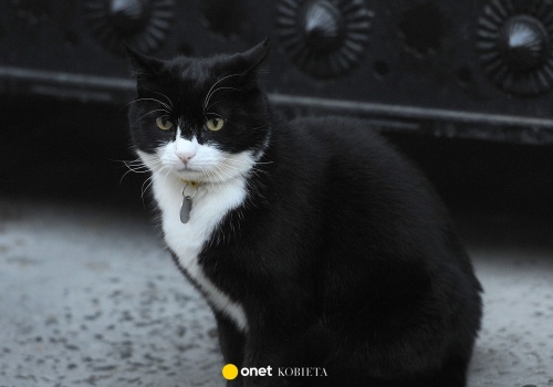 Nie żyje Palmerston. Słynny kot w służbie Jego Królewskiej Mości