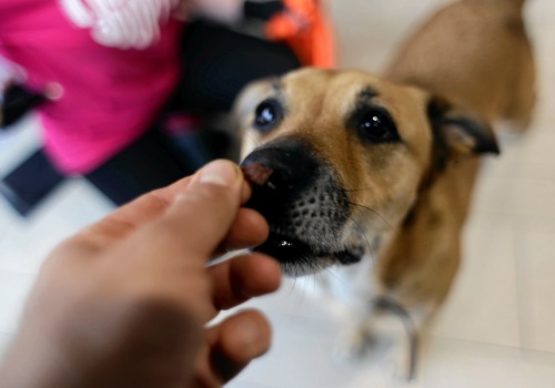 Czy rozmawianie z psem jest normalne? Psychologia tłumaczy, co kryje się za tym nawykiem