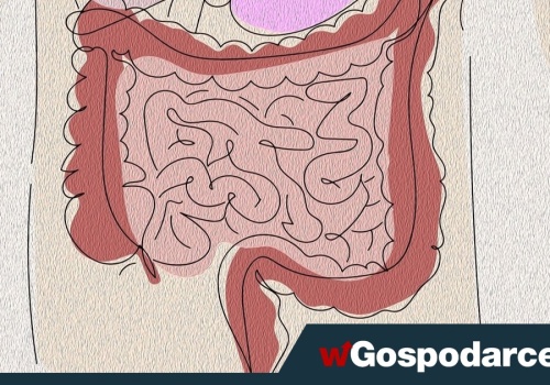 Po kolonoskopii warto zadbać o... probiotyki