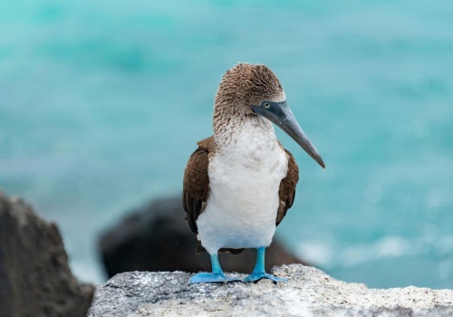 Galapagos – jak zorganizować podróż, ile kosztuje i co warto zobaczyć?