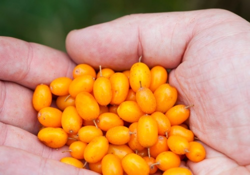 Więcej witaminy C niż cytryna. Polskie złoto jak tarcza dla wątroby i nerek