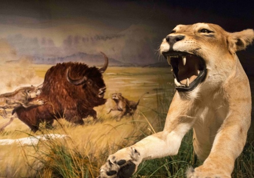 Myśleli, że to tygrysy. Okazało się, że to inny, o wiele większy kot