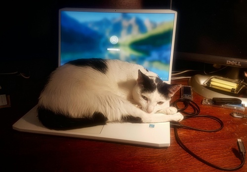 Chcesz wziąć home office, bo boisz się panującej w firmie grypy? Życzę powodzenia w namawianiu szefa