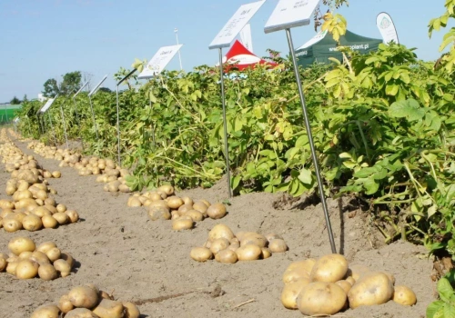 Rynek ziemniaka 2026 – czy ceny odbiją? Debata ekspertów w Miłosławiu