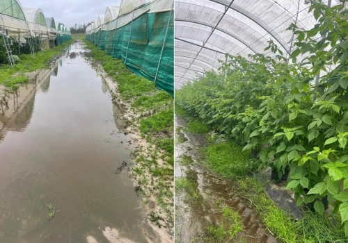 Plantator desperacko walczy z żywiołem! A klimat do uprawy miał tu być idealny…