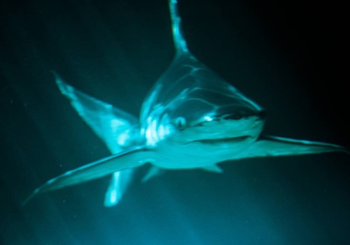 Sensacja nad Morzem Śródziemnym. Dwumetrowy rekin wpłynął do portu, turyści w panice wszystko nagrywali