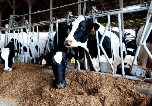 Ukraina oczekuje od Unii Europejskiej pieniędzy dla swoich ferm przemysłowych. Mowa o dziesiątkach milionów euro