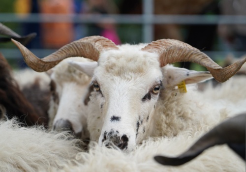 Rusza nabór na kursy baców i juhasów. Coraz większe zainteresowanie kobiet