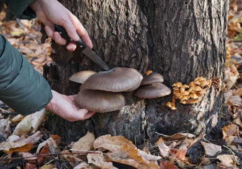 Te grzyby wciąż możesz znaleźć w lesie. Niestraszny im nawet mróz