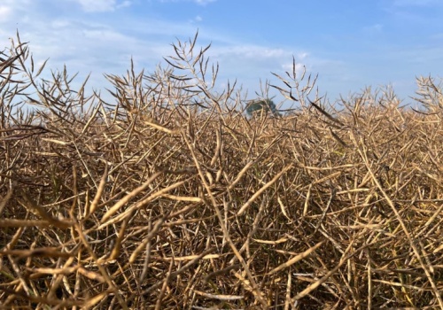Prognoza powierzchni zbiorów i produkcji rzepaku w Indiach zmniejszona. Rolnicy wybierają inną uprawę