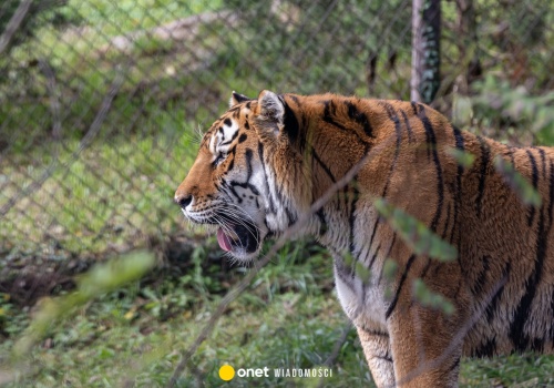 Nielegalna hodowla dzikich zwierząt w Pyszącej. Wyrok sądu dla Macieja M.