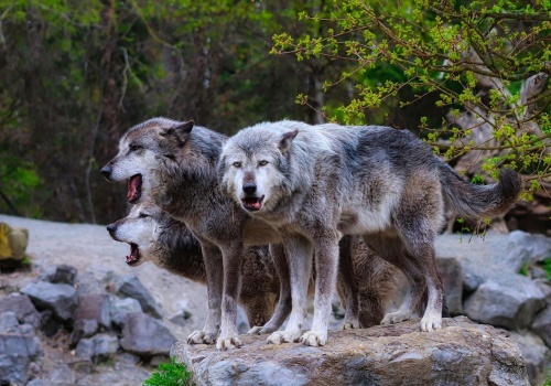 Wilki na Podkarpaciu – między ochroną gatunku a bezpieczeństwem mieszkańców