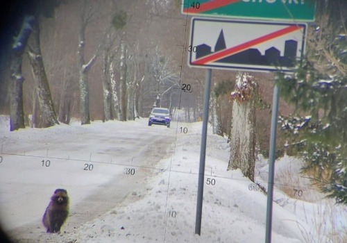 Dziwne zwierzę wyszło z lasu. Zaskoczyło patrol na granicy w warmińsko-mazurskim