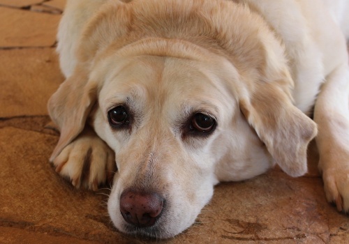Zostawił psa na tydzień bez wody i pożywienia. Szuka go policja