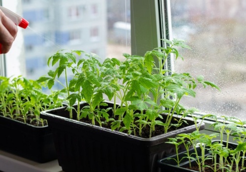 Wysiej lubiane warzywa do doniczek już w lutym. Będziesz mieć na kanapki