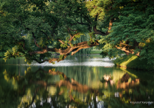 Ekolodzy: został tydzień, by wesprzeć polski wiąz w konkursie Europejskie Drzewo Roku