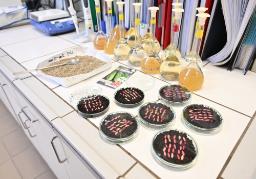 Mleczne odpady zamiast drogich nawozów? Rolnicy mogą sporo zyskać