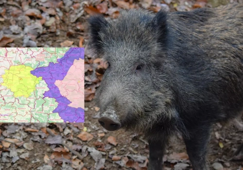 Polska bez czerwonych stref ASF. Jest jednak niepokojący szczegół