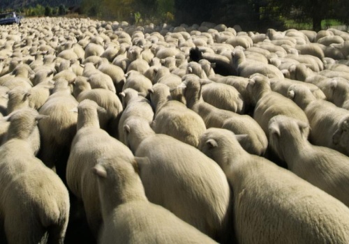 Jak owce bez przewodnika. Dzień prezydenta odbił się na giełdowych notowaniach