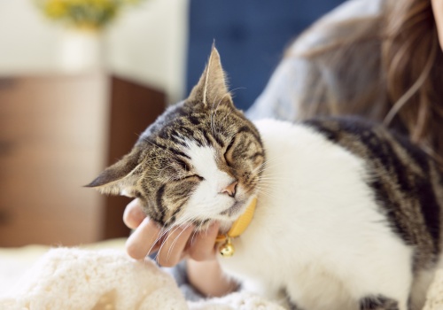 Dzień Kota: 5 faktów o kotach, które mogą cię zaskoczyć