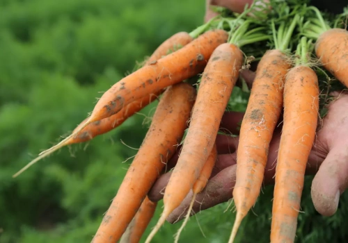 Warzywa od 1 zł prosto z pola. Rolnik z Wielkopolski omija pośredników i podbija internet