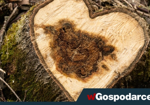 „Milcząca zgoda” na wycinkę drzew