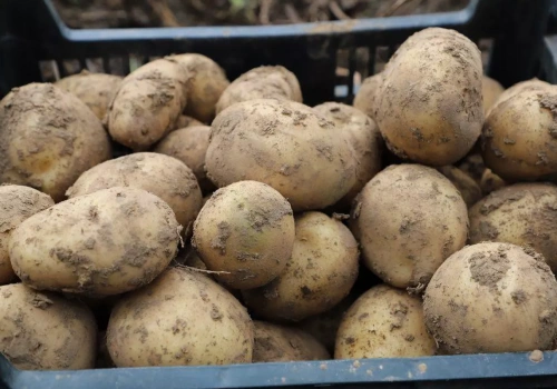 Plantatorzy ziemniaka alarmują: produkcja przestaje się opłacać