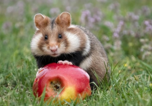 Chomik – polskim Zwierzęciem Roku 2026! Chuchro z pola pokonało nawet rysia