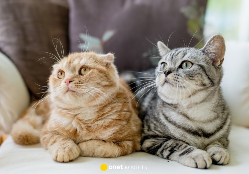 Najpiękniejsze rasy kotów. Czy twój pupil jest na liście?