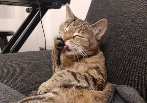 Te koty podbiły filmy i seriale. Lista hitów na Światowy Dzień Kota