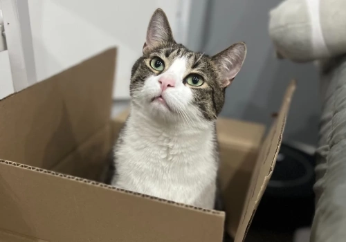 17 lutego – Światowy Dzień Kota, czyli „kotełki” świętują