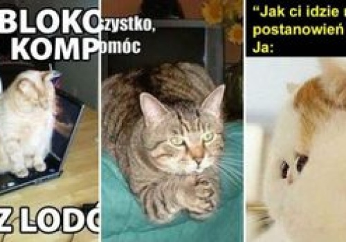 Dziś Dzień Kota. Mamy dla was mnóstwo futrzastych MEMÓW. Uśmiejecie się do łez