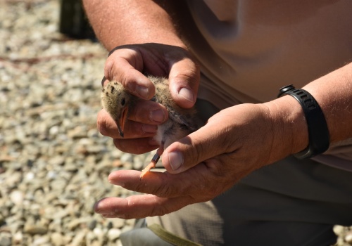 Ptasia grypa na Żywiecczyźnie. Władze powiatu bielskiego ostrzegają