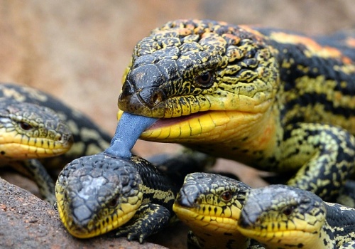 Szmuglował jaszczurki w pudełkach po ciastkach. Bezprecedensowy wyrok