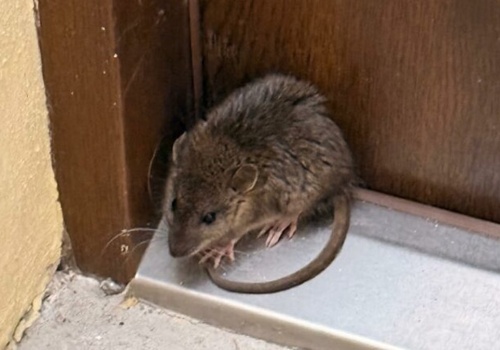 Szczur z Olsztyna zablokował wejście do mieszkania. Interweniowała Straż Miejska