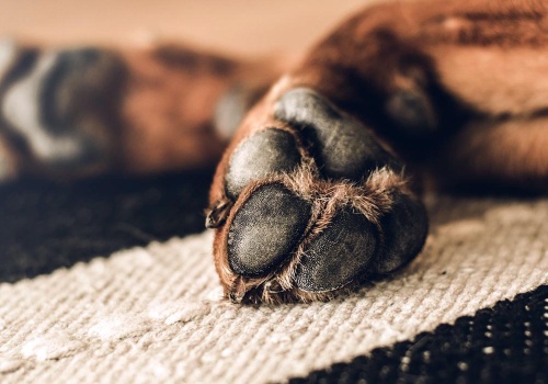 Zielona Góra. Ważne! Ktoś znowu chce zabijać psy na osiedlu, kundelek ledwo przeżył. Operowane były już trzy psy