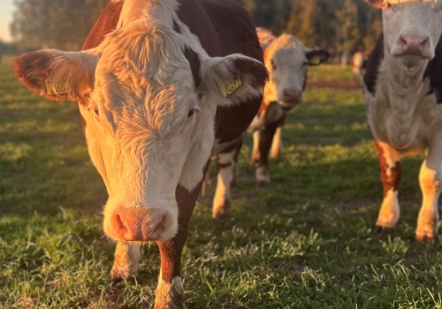 Ceny bydła utknęły w martwym punkcie. Pogoda głównym reżyserem podaży