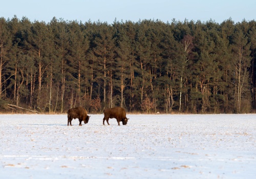 Podlaskie w smogu. Czy to koniec mitu o zielonym regionie?