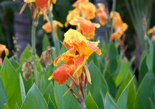 Ogrodnicy ją uwielbiają. Jeśli masz tę roślinę w ogrodzie, działaj już lutym