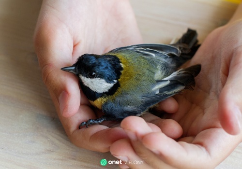 Warszawa uruchamia pierwszy w Polsce 