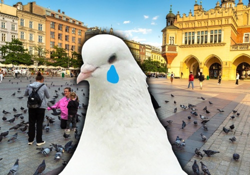 Kraków szykuje antykoncepcję dla gołębi. Dobrze czytasz