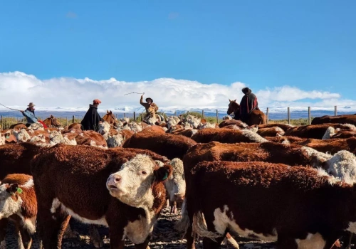 Argentyna przyspiesza ratyfikację Mercosur. Eksport do UE ma wzrosnąć o 122%