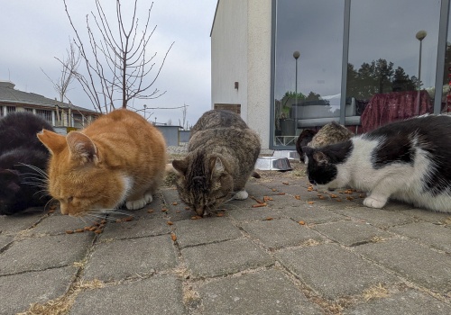 Dzień Kota w schronisku w Dobrej