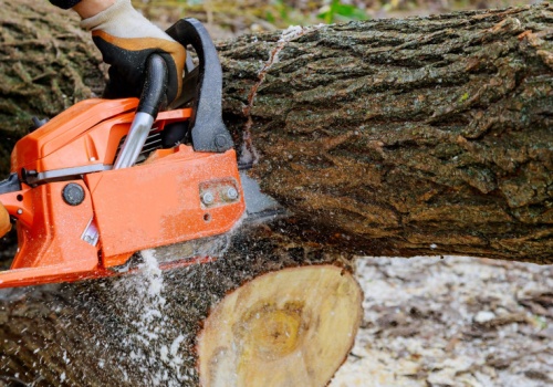 Wycinka drzew bez pozwolenia? Jest 