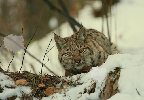 Nie tylko mruczki z kanapy świętowały Dzień Kota