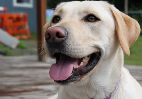 Pies, który rozumie twoje dzieci lepiej niż ty. Nauka w końcu wyjaśnia, dlaczego labrador i golden rządzą w polskich domach