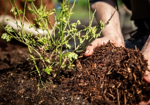 Podsyp tym wiosenne krzaczki borówki, a plon w sezonie będzie rekordowy
