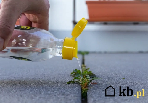 Ten domowy oprysk działa na chwasty lepiej niż większość chemii
